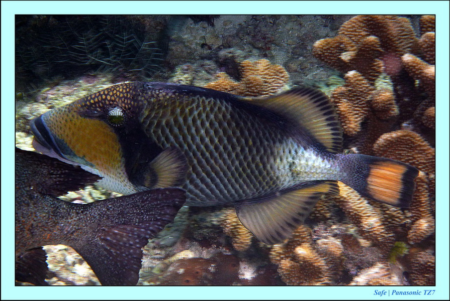 2011 - 08 - Borneo - Sipadan 106